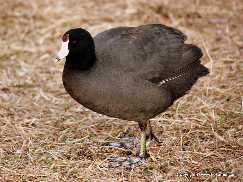 American Coot